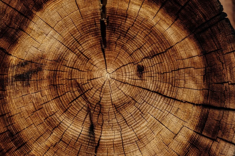 Wood tree in New York.