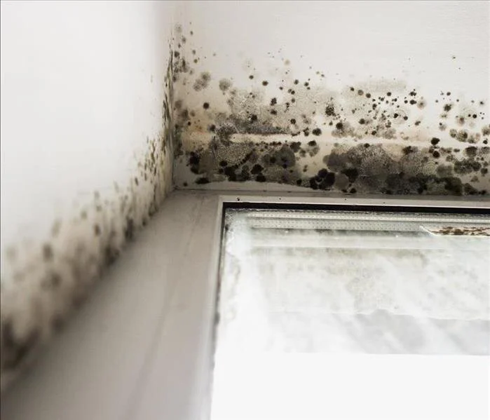 Black MoldPhoto courtesy of: ServPro Northwest Dallas