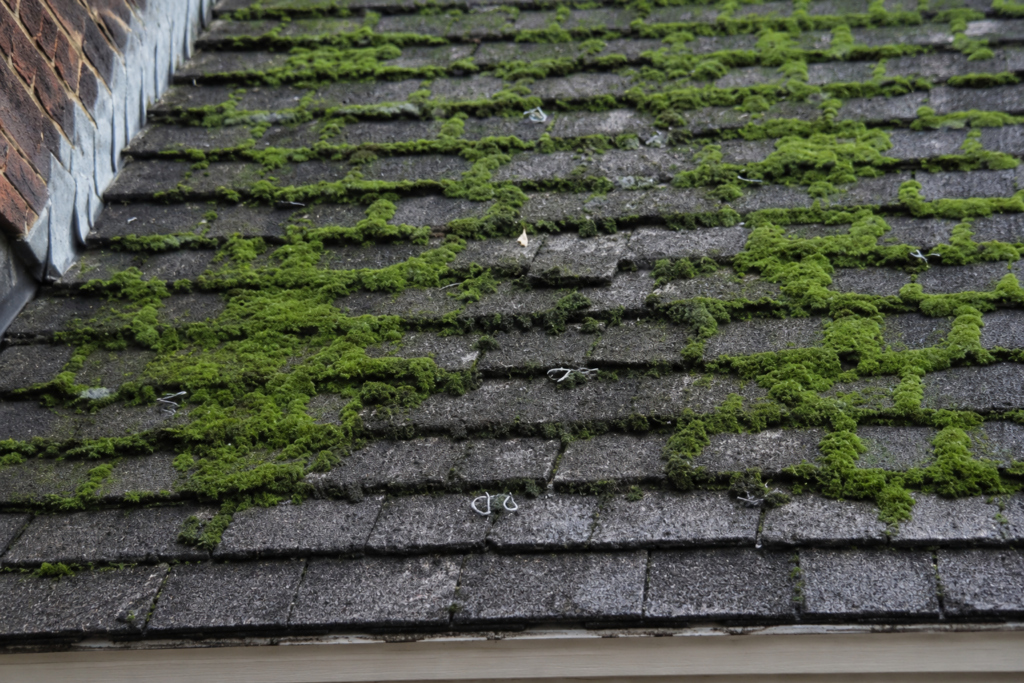 Moss growth on an aging cedar shake roof.