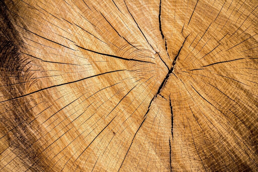 Close up view of a natural Cedar stump.