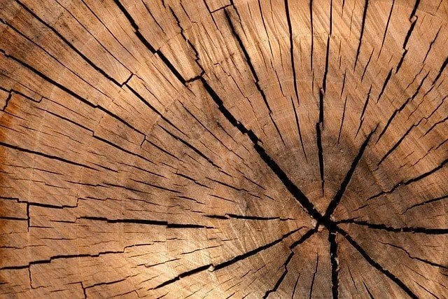 Close-up of weathered wood showing cracks, splitting, and signs of aging. 