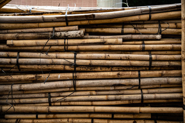 An image of bamboo. 