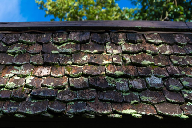 An image of a cedar shake roof with green moss on the shingles. 