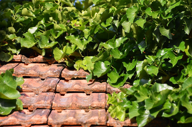 Living Roofs